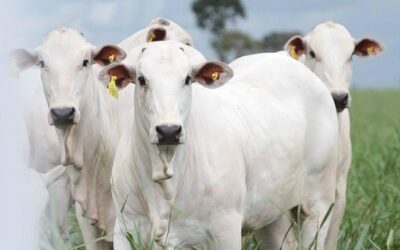 A importância da rastreabilidade na produção e venda de tripas no agronegócio