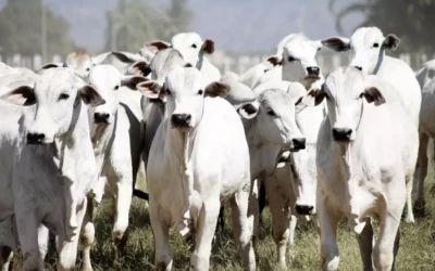 A importância das tripas bovinas no setor de embutidos do agronegócio